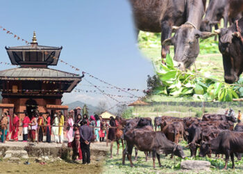 गौं संरक्षण केन्द्रको व्यवस्थापन च्यवन धामले गर्ने