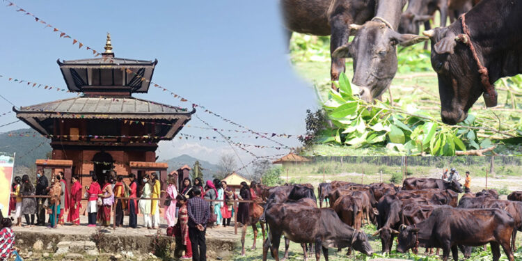 गौं संरक्षण केन्द्रको व्यवस्थापन च्यवन धामले गर्ने