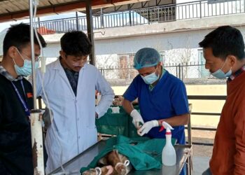 शुक्लागण्डकी भित्र रहेका ३११ कुकुरको बन्ध्याकरण