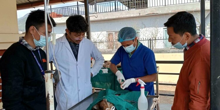 शुक्लागण्डकी भित्र रहेका ३११ कुकुरको बन्ध्याकरण