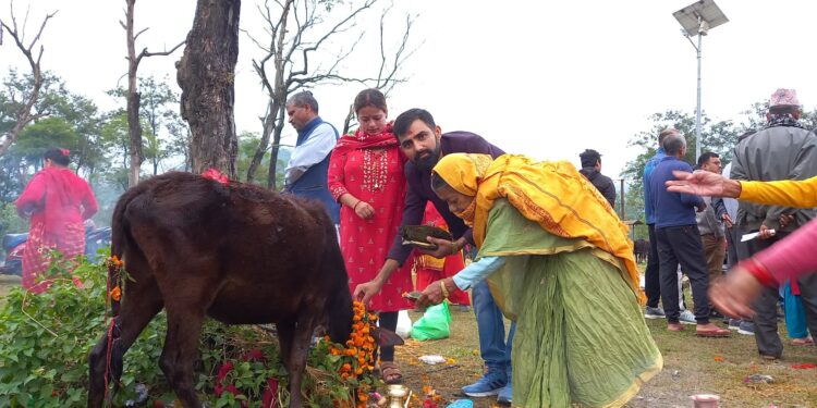 गौं संरक्षण केन्द्रमा वृहत गाई पुजा