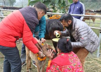 गौं संरक्षण केन्द्रमा गाईको पुजा