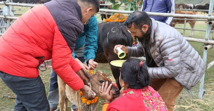 गौं संरक्षण केन्द्रमा गाईको पुजा