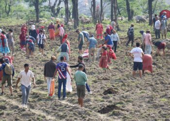 गौं संरक्षण केन्द्रमा घाँस रोपिया, सुरौदीखोलाबाट पानी ल्याएर सिंचाई गर्ने