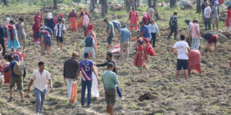 गौं संरक्षण केन्द्रमा घाँस रोपिया, सुरौदीखोलाबाट पानी ल्याएर सिंचाई गर्ने