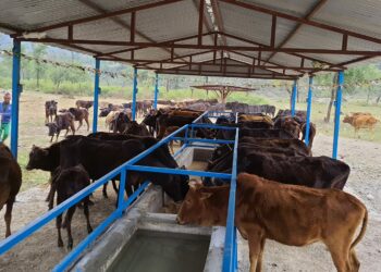 जन्मदिनमा विपिनले गरे गौं संरक्षण केन्द्रमा सहयोग