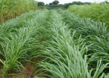गौ संरक्षण केन्द्रमा युवा अभियानले घाँस रोप्ने