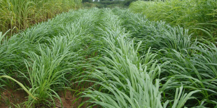 गौ संरक्षण केन्द्रमा युवा अभियानले घाँस रोप्ने