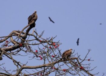शुक्लागण्डकीमा ७ प्रजातिका गिद्द पाईने