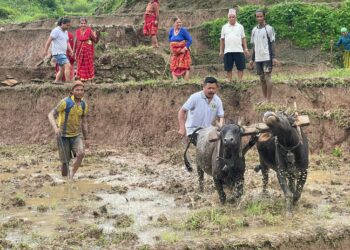 लायन्सकोको धान दिवस