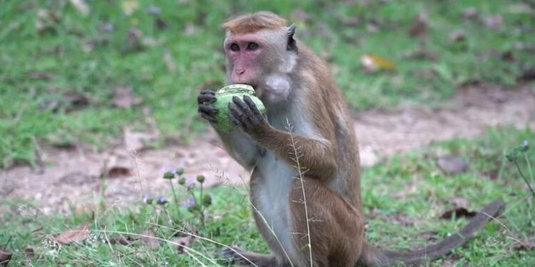 बाँदरले अन्नबालीमा क्षति पुर्याए किसानले राहत पाउने