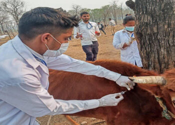 तनहुँमा पशुधनको सुरक्षा र उत्पादन वृद्धिद्धि गर्न पूर्ण खोप अभियान
