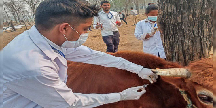तनहुँमा पशुधनको सुरक्षा र उत्पादन वृद्धिद्धि गर्न पूर्ण खोप अभियान