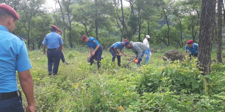 गौं संरक्षण केन्द्रमा विरुवाको गोडमेल कार्य सुरु