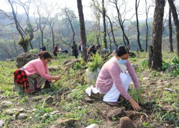 गौं संरक्षण केन्द्र घाँस रोपण