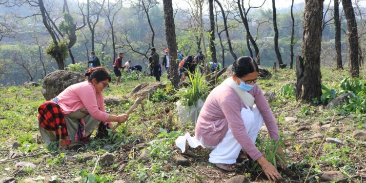 गौं संरक्षण केन्द्र घाँस रोपण