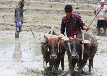 आज असार १५ : राष्ट्रिय धान दिवस