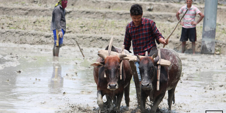 आज असार १५ : राष्ट्रिय धान दिवस