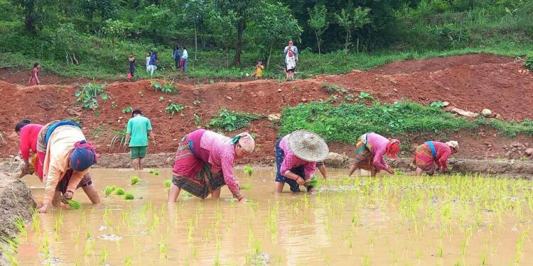हालसम्म देशभर ६८ प्रतिशत रोपाइँ