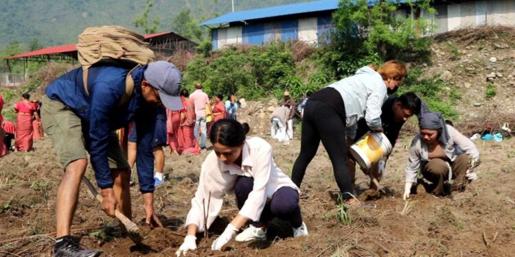 गौं संरक्षण केन्द्रमा घाँस रोपियो