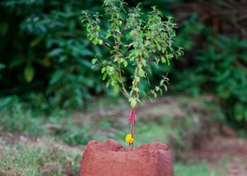 आज हरिशयनी एकादशी