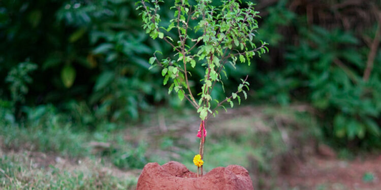 आज हरिशयनी एकादशी